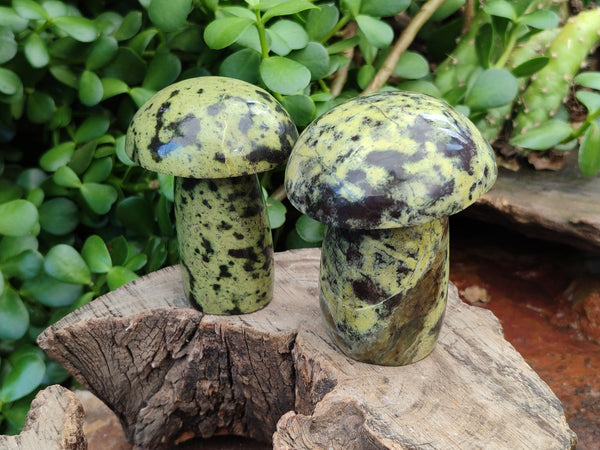 Polished Leopard Stone Mushrooms x 6 From Zimbabwe