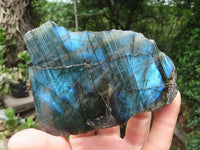 Polished On One Side Labradorite x 6 From Madagascar