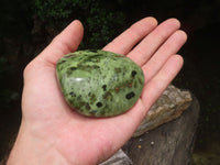 Polished Leopard Stone Free Forms x 6 From Zimbabwe