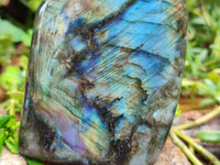 Polished Labradorite Standing Free Forms x 2 From Tulear, Madagascar