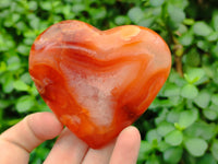 Polished Carnelian Gemstone Hearts x 6 From Madagascar