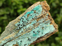 Natural Drusy Coated Chrysocolla Specimens x 7 From Likasi, Congo