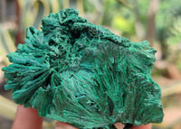 Natural Silky Malachite Specimens x 6 From Kasompe, Congo