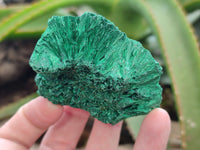 Natural Silky Malachite Specimens x 6 From Kasompe, Congo