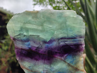 Polished Watermelon Fluorite Slices x 2 From Uis, Namibia