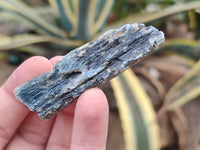 Natural Kyanite Crystals x 60 From Zimbabwe