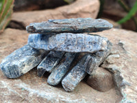 Natural Kyanite Crystals x 60 From Zimbabwe