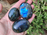 Polished Labradorite Palm Stones x 12 From Tulear, Madagascar