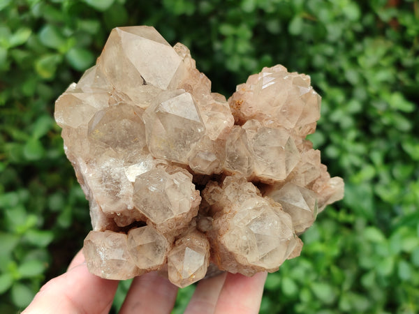 Natural Smokey Phantom Quartz Clusters x 2 From Luena, Congo