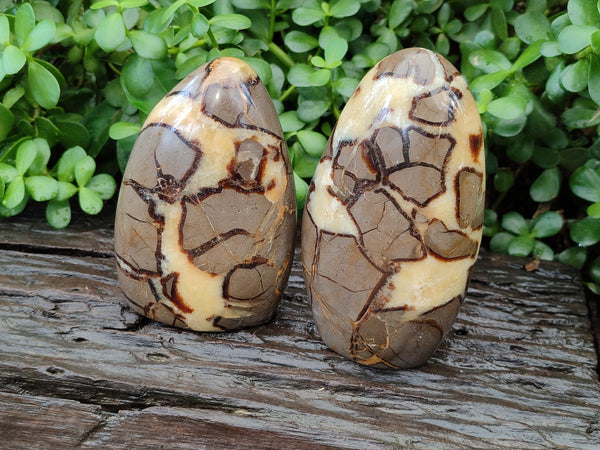 Polished Septerye Standing Free Forms x 2 From Mahajanga, Madagascar