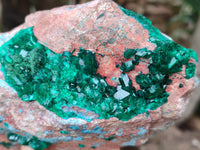 Natural Dioptase Cabinet Specimen with Shattuckite x 1 From Congo