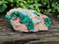 Natural Dioptase Cabinet Specimen with Shattuckite x 1 From Congo