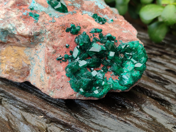 Natural Dioptase Cabinet Specimen with Shattuckite x 1 From Congo