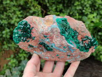 Natural Dioptase Cabinet Specimen with Shattuckite x 1 From Congo