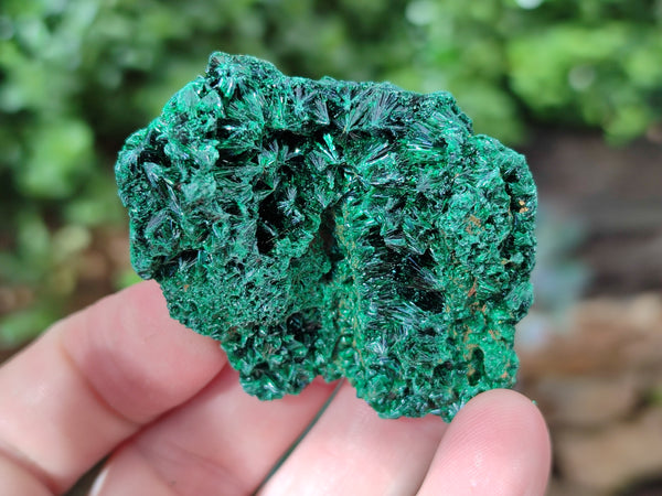 Natural Silky Malachite Specimens x 12 From Kasompe, Congo