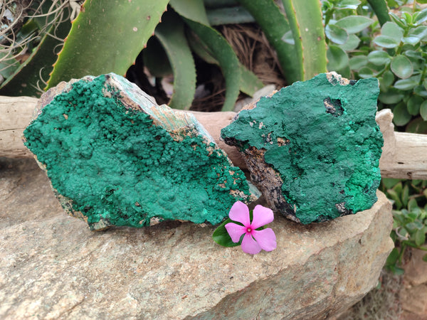 Natural Botryoidal Malachite Specimens x 2 From Tenke Fungurume, Congo