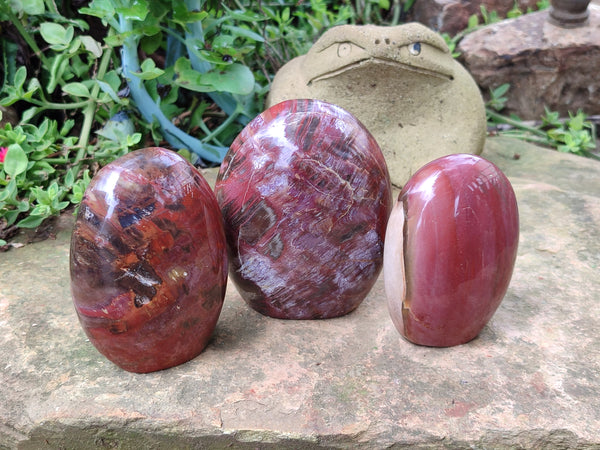 Polished Podocarpus Petrified Wood Standing Free Forms x 3 From Madagascar