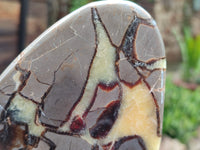 Polished Septerye Slices x 6 From Mahajanga, Madagascar