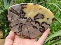 Polished Septerye Slices x 6 From Mahajanga, Madagascar