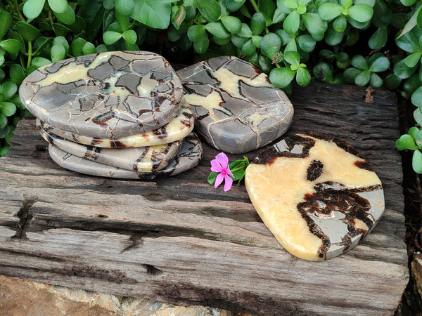 Polished Septerye Slices x 6 From Mahajanga, Madagascar