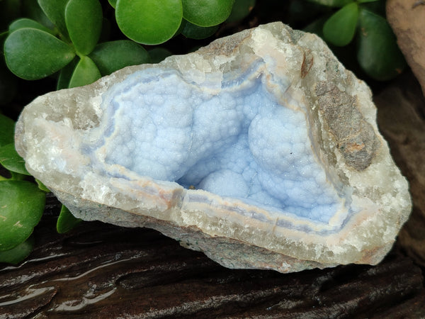 Natural Blue Lace Agate Geode Specimens x 12 From Malawi