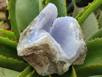 Natural Blue Lace Agate Geode Specimens x 12 From Malawi