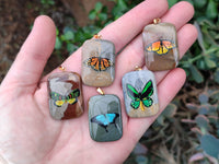 Polished Polychrome Jasper Pendant with Hand Painted Butterflies - sold per item - From Madagascar