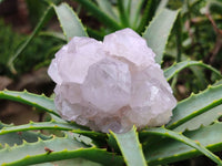 Natural Amethyst Spirit Quartz Clusters x 4 From Boekenhouthoek, South Africa