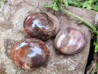 Polished Podocarpus Petrified Wood Galet / Palmstones x 24 From Mahajanga, Madagascar