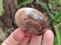 Polished Podocarpus Petrified Wood Galet / Palmstones x 24 From Mahajanga, Madagascar