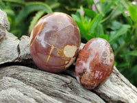 Polished Podocarpus Petrified Wood Galet / Palmstones x 24 From Mahajanga, Madagascar