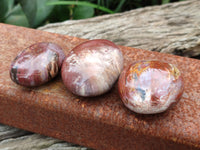 Polished Podocarpus Petrified Wood Galet / Palmstones x 24 From Mahajanga, Madagascar