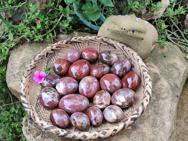 Polished Podocarpus Petrified Wood Galet / Palmstones x 24 From Mahajanga, Madagascar