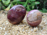 Polished Podocarpus Petrified Wood Galet / Palmstones x 24 From Mahajanga, Madagascar