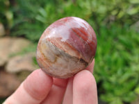 Polished Podocarpus Petrified Wood Galet / Palmstones x 24 From Mahajanga, Madagascar