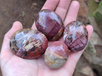 Polished Podocarpus Petrified Wood Galet / Palmstones x 24 From Mahajanga, Madagascar