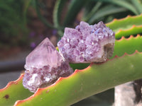 Natural Dark Amethyst Spirit Quartz Crystals x 70 From Boekenhouthoek, South Africa