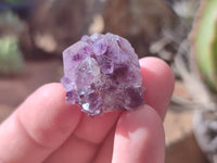 Natural Dark Amethyst Spirit Quartz Crystals x 70 From Boekenhouthoek, South Africa