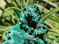 Natural Extra Large Classic Silky Malachite Specimen x 1 From Kasompe, Congo