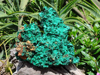 Natural Extra Large Classic Silky Malachite Specimen x 1 From Kasompe, Congo