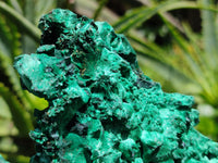 Natural Extra Large Classic Silky Malachite Specimen x 1 From Kasompe, Congo