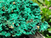 Natural Extra Large Classic Silky Malachite Specimen x 1 From Kasompe, Congo