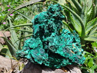 Natural Extra Large Classic Silky Malachite Specimen x 1 From Kasompe, Congo