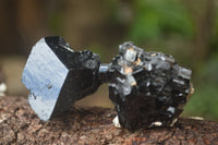 Natural Schorl Black Tourmaline Specimens x 24 From Erongo, Namibia