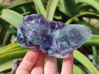 Natural Watermelon Fluorite Cobbed Specimens x 12 From Uis, Namibia