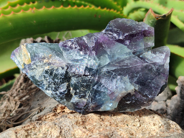 Natural Watermelon Fluorite Cobbed Specimens x 12 From Uis, Namibia