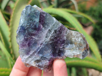 Natural Watermelon Fluorite Cobbed Specimens x 12 From Uis, Namibia