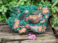 Natural Dioptase Specimen with Pseudomorph Malachite x 1 From Likasi, Congo