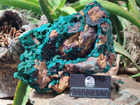 Natural Dioptase Specimen with Pseudomorph Malachite x 1 From Likasi, Congo