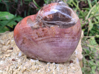 Polished Podocarpus Petrified Wood Hearts x 2 From Mahajanga, Madagascar